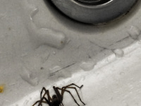 a spider with long legs is walking in an old white washbasin
