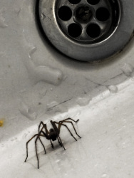 a spider with long legs is walking in an old white washbasin