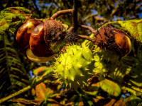 two open and one closed chestnuts are hanging on the tree by autumnal sunshining