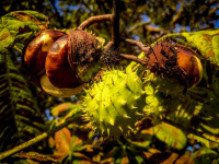 two open and one closed chestnuts are hanging on the tree by autumnal sunshining