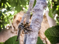 at the trunk of a fig tree two horseflys reproduce
