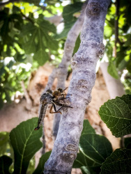 at the trunk of a fig tree two horseflys reproduce