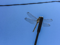 a dragon-fly with filigree wings is sitting on a car antenna in front of a blue sky