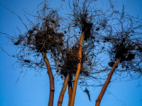 turned upside down roots of raspberry branches in front of a blue sky