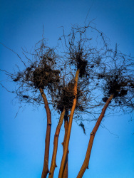 turned upside down roots of raspberry branches in front of a blue sky