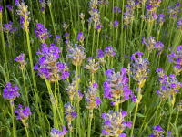 an admiral butterfly is flying at blooming lavender