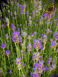 an admiral butterfly is flying at blooming lavender