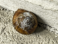 the brown house of a snail between grey cement walls