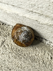 the brown house of a snail between grey cement walls