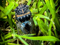 a shiny cicada is sitting between green grass