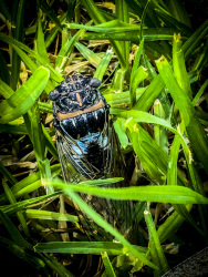 a shiny cicada is sitting between green grass