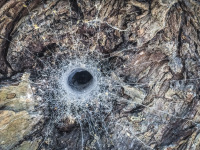 the wonderful net of a funnel spider at a tree trunk