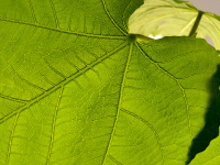 illuminated filigree leaf veins of a green fig leaf