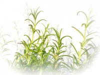fresh green rosemary sprigs casts shadows on a white wall