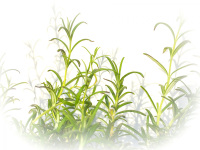 fresh green rosemary sprigs casts shadows on a white wall