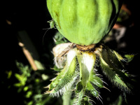 also nice - a green poppy cup without his red blossoms
