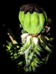 also nice - a green poppy cup without his red blossoms