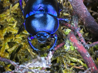 a blue black shining dung beetle is climbing on red coppice and green moss