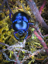 a blue black shining dung beetle is climbing on red coppice and green moss