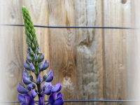 a purple lupine is standing proud in front of a light wooden wall