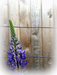 a purple lupine is standing proud in front of a light wooden wall