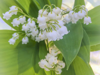 a small bouquet of lily of the valley
