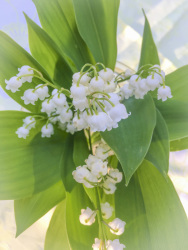 a small bouquet of lily of the valley