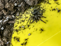 a black spider next to dead flys on a yellow plate