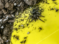 a black spider next to dead flys on a yellow plate