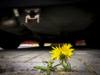 under a car a yellow dandelion is growing out of cobblestone