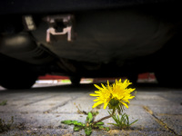 under a car a yellow dandelion is growing out of cobblestone