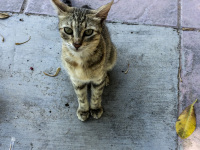 a little grey brown cat on a grey floor looks in the camera