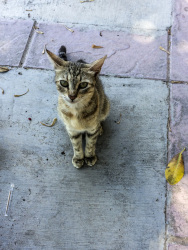 a little grey brown cat on a grey floor looks in the camera