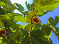 in front of a blues sky are hanging some ripe figs on a fig tree with green leaves