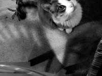 between chairs and plants a cat is looking straight in the camera, black-and-white