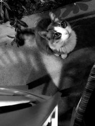 between chairs and plants a cat is looking straight in the camera, black-and-white