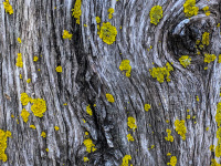 yellow tree lichen are growing on the tree trunk of a cypress