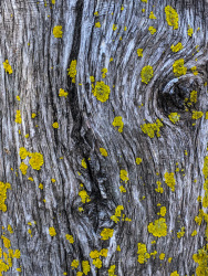 yellow tree lichen are growing on the tree trunk of a cypress
