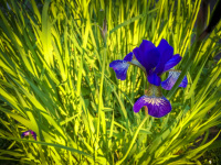 the dark blue blossom of an iris in front of the green leaves of it