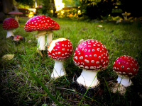 a little family of fly agarics is standing on a green lawn