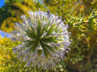 the big blossom of a blue thistle is illuminated by the sun