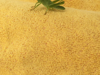 a little green grasshopper make himself comfortable on an orange coloured hand towel