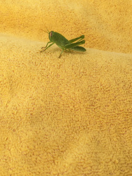a little green grasshopper make himself comfortable on an orange coloured hand towel