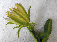 the white-yellow blossom of a cactus in front of a white wall
