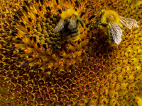 two busy bees are collecting pollen of a sunflower