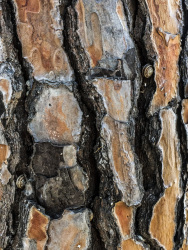 two little snails between a tree bark of a pine