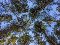 the looking up on trees in a pine wood and a blue sky