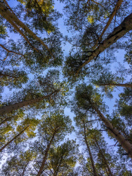 the looking up on trees in a pine wood and a blue sky