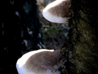 two tree mushrooms with name birkenporling are growing on a birch