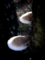 two tree mushrooms with name birkenporling are growing on a birch